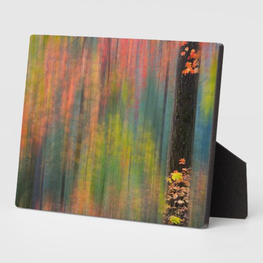 Maple Trees | State Park Silver Herfsten Fotoplaat (Zijkant)