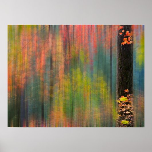 Maple Trees | State Park Silver Herfsten Poster (Voorkant)