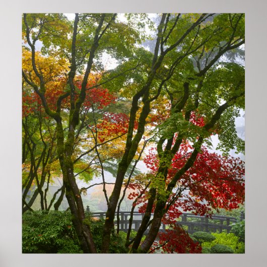 Maple Trees vallen kleuren af in het Japanse Poste Poster (Voorkant)