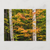 Maple & White Birch | Witte bergen, NH Briefkaart (Voorkant)