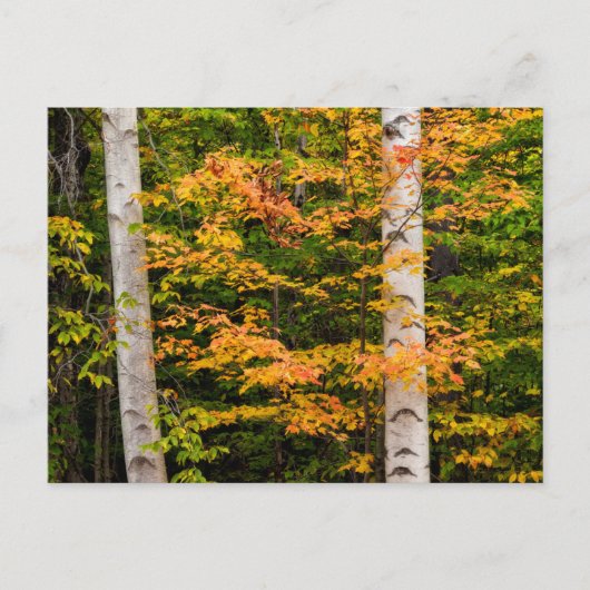 Maple & White Birch | Witte bergen, NH Briefkaart (Voorkant)