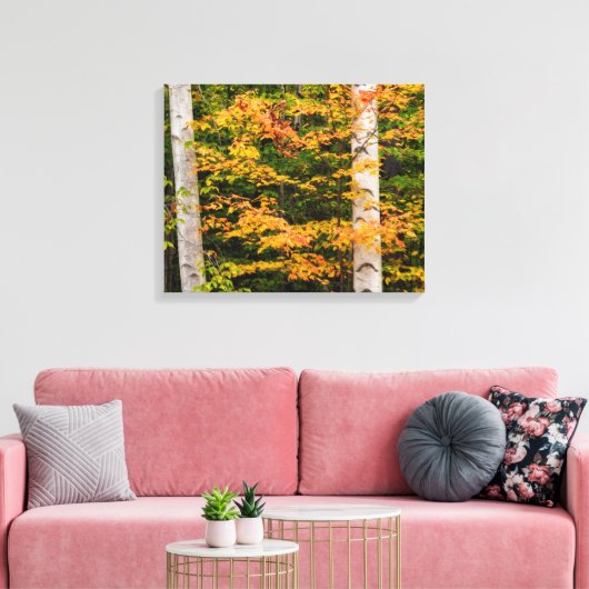 Maple & White Birch | Witte bergen, NH Canvas Afdruk (Insitu (Woonkamer))