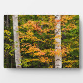 Maple & White Birch | Witte bergen, NH Fotoplaat (voorkant)