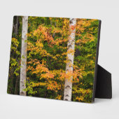 Maple & White Birch | Witte bergen, NH Fotoplaat (Zijkant)