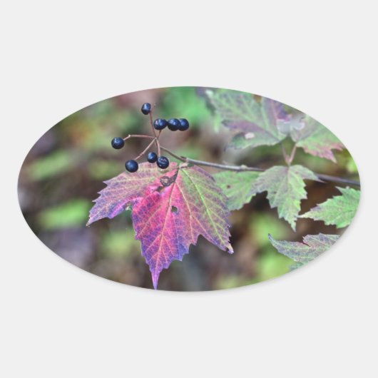 Mapleleaf Viburnum Autumn Leaves en Berries Ovale Sticker (Voorkant)