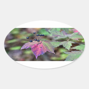 Mapleleaf Viburnum Autumn Leaves en Berries Ovale Sticker