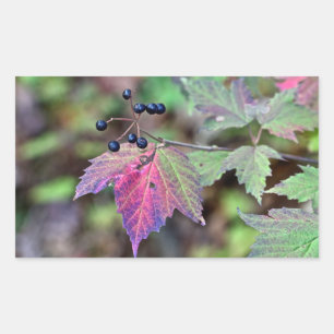 Mapleleaf Viburnum Autumn Leaves en Berries Rechthoekige Sticker