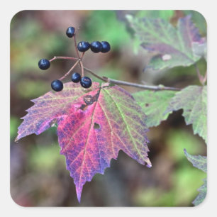 Mapleleaf Viburnum Autumn Leaves en Berries Vierkante Sticker