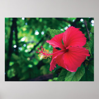 Mar Pacifico Flower 28 x 20 inch Poster