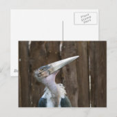 Maraboe-ooievaar Briefkaart (Voorkant / Achterkant)