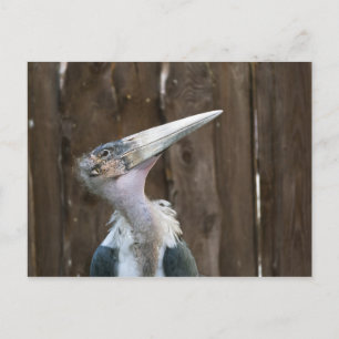 Maraboe-ooievaar Briefkaart