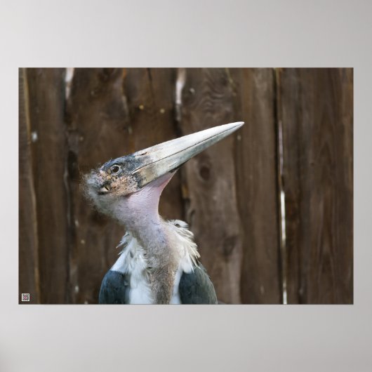 Maraboe-ooievaar Poster (Voorkant)
