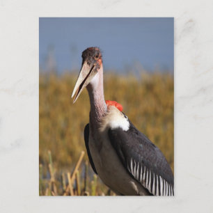 Marabou Briefkaart