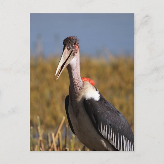 Marabou Briefkaart (Voorkant)