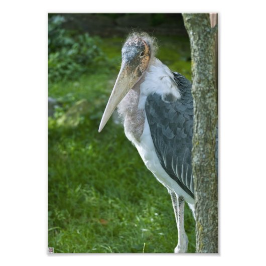 Marabou Foto Afdruk (Voorkant)