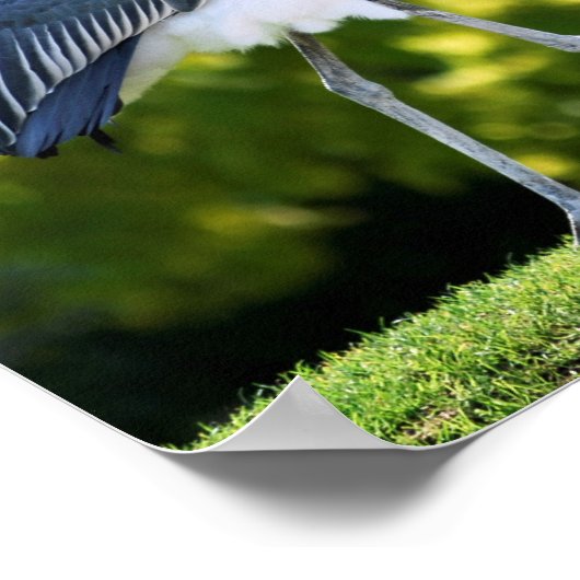 Marabou-ooievaar die op gras loopt poster (Hoek)