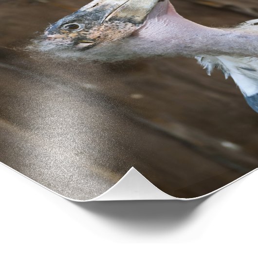 Marabou Stork Foto Afdruk (Hoek)