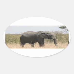 maragelefant ovale sticker