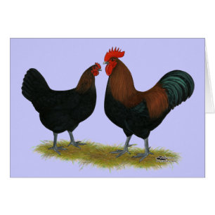 Marans Black Copper