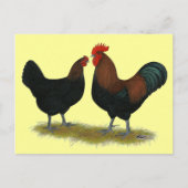 Marans Black Copper Briefkaart (Voorkant)