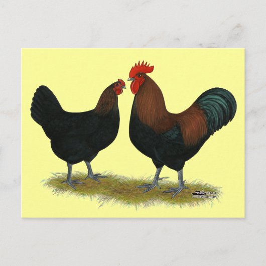 Marans Black Copper Briefkaart (Voorkant)