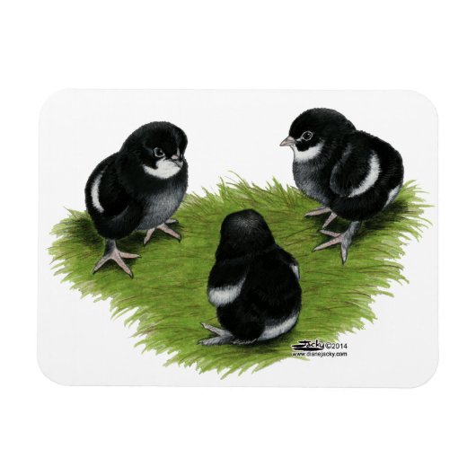 Marans Black Copper Chicken Magneet (Horizontaal)