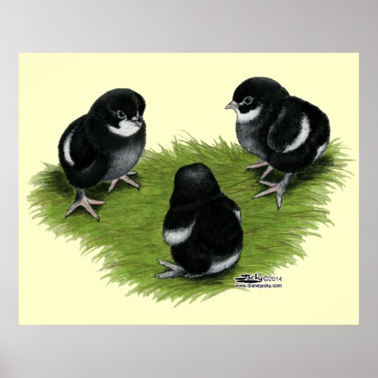 Marans Black Copper Chicken Poster (Voorkant)