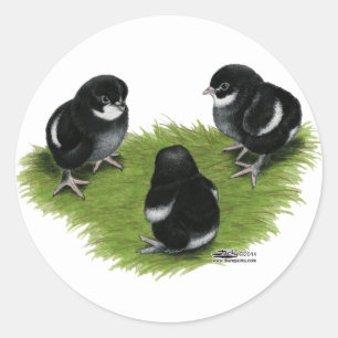 Marans Black Copper Chicken Ronde Sticker