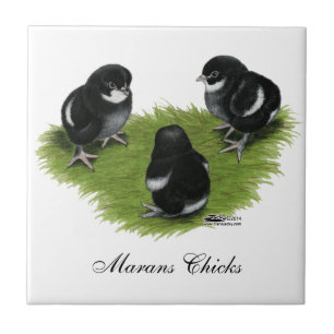 Marans Black Copper Chicken Tegeltje