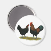 Marans Black Copper Magneet (Voorkant / Achterkant)