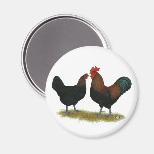 Marans Black Copper Magneet (Voorkant / Achterkant)