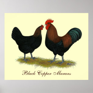 Marans Black Copper Poster
