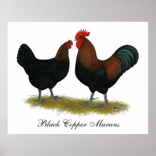 Marans Black Copper Poster