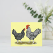 Marans: Cuckoo Pair Briefkaart (Staand voorkant)