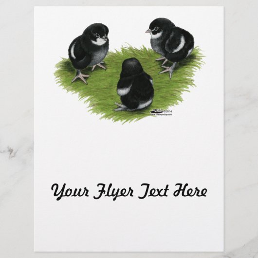 Marans Zwarte Koper Kuikens Flyer (Voorkant)