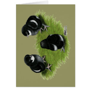 Marans Zwarte Koperen Kuikens