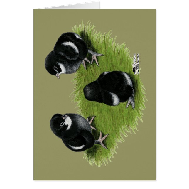 Marans Zwarte Koperen Kuikens (Voorkant)