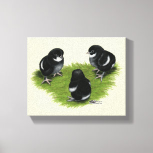 Marans Zwarte Koperen Kuikens Canvas Afdruk