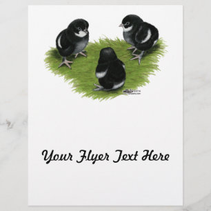 Marans Zwarte Koperen Kuikens Flyer