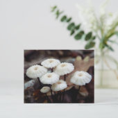 Marasmius rotula Briefkaart (Staand voorkant)