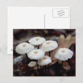 Marasmius rotula Briefkaart (Voorkant / Achterkant)