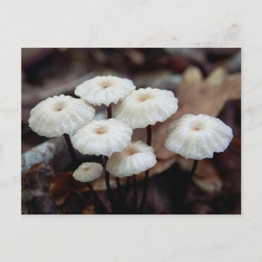 Marasmius rotula Briefkaart (Voorkant)