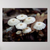 Marasmius rotula Poster (Voorkant)