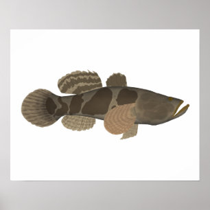 Marble Goby Poster