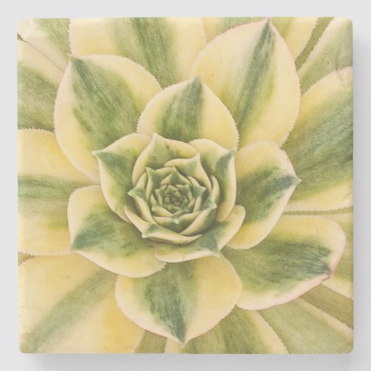 Marble Succulishus Onderzetter (Voorkant)