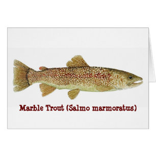 Marble Trout