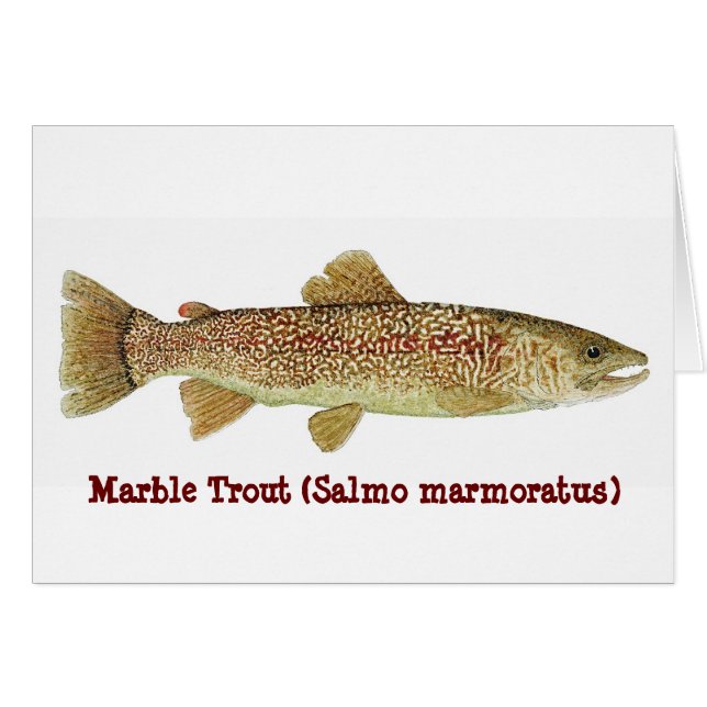 Marble Trout (Voorkant Horizontaal)