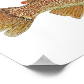 Marble Trout of Slovenia Art Poster (Hoek)