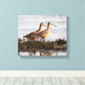 Marbling Godwits bij Blackie Spit Canvas Afdruk (Insitu (Houten vloer))