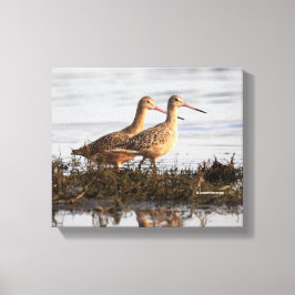 Marbling Godwits bij Blackie Spit Canvas Afdruk